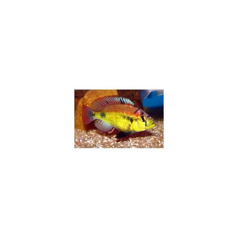 Haplochromis aeneocolor - 3 - 4 cm