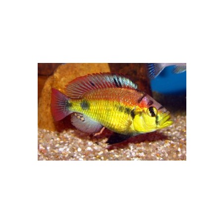 Haplochromis aeneocolor - 3 - 4 cm