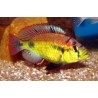 Haplochromis aeneocolor - 3 - 4 cm