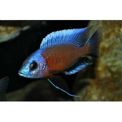 Haplochromis borleyi red fin - 4 - 5 cm