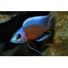 Haplochromis borleyi red fin - 4 - 5 cm