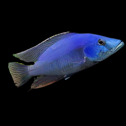 Haplochromis compressiceps - 4 - 5 cm