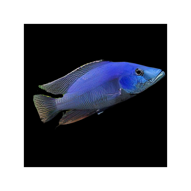 Haplochromis compressiceps - 4 - 5 cm