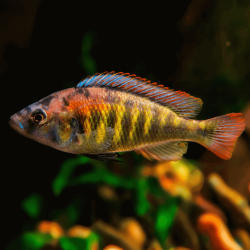 Haplochromis cribensis - 3 - 4 cm