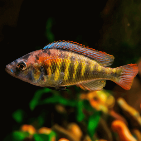 Haplochromis cribensis - 3 - 4 cm