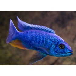 Haplochromis fryeri - 3 - 4 cm