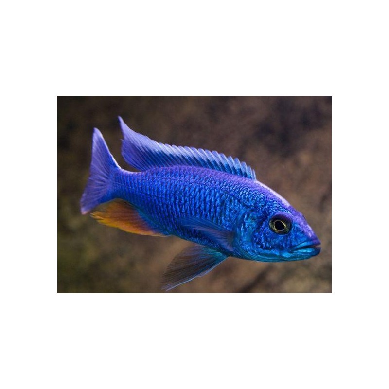 Haplochromis fryeri - 3 - 4 cm