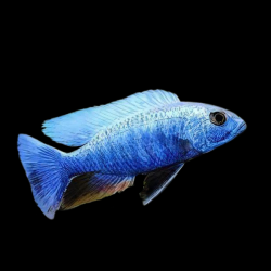 Haplochromis fryeri iceberg - 3 - 4 cm