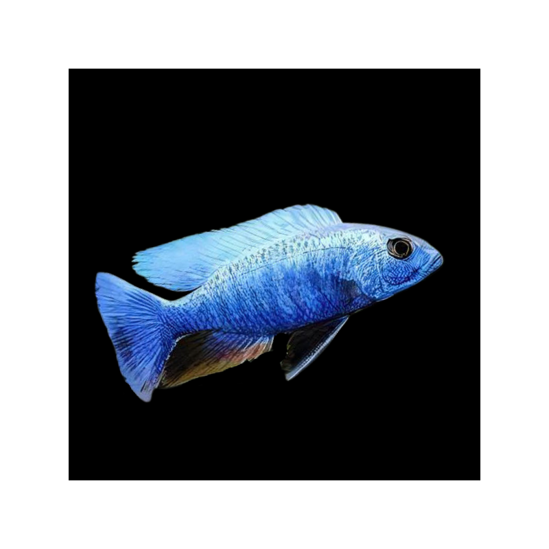 Haplochromis fryeri iceberg - 3 - 4 cm
