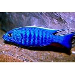 Haplochromis jacksoni ahli - 4 - 5 cm