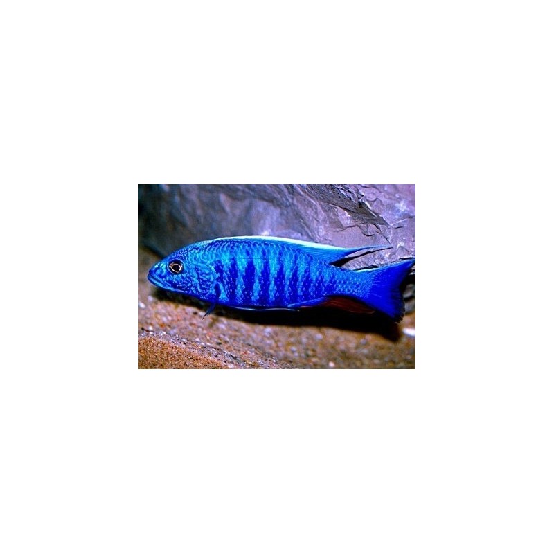 Haplochromis jacksoni ahli - 4 - 5 cm