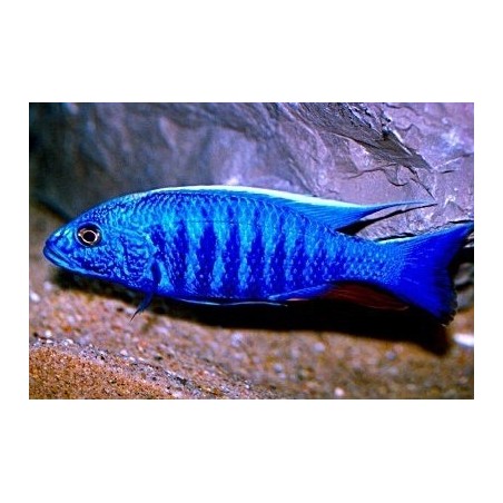 Haplochromis jacksoni ahli - 4 - 5 cm