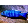 Haplochromis jacksoni ahli - 4 - 5 cm