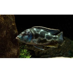 Haplochromis livingstonii - 4 - 5 cm