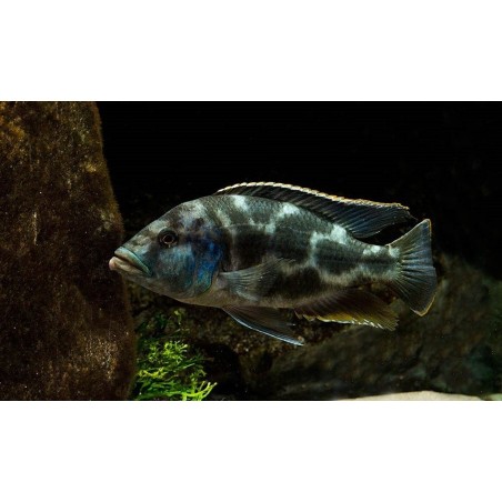 Haplochromis livingstonii - 4 - 5 cm