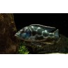 Haplochromis livingstonii - 4 - 5 cm