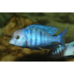 Haplochromis moorii - 4 - 5 cm