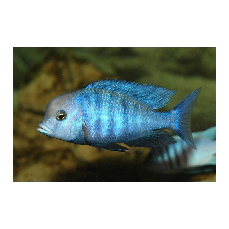 Haplochromis moorii - 4 - 5 cm