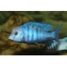 Haplochromis moorii - 4 - 5 cm
