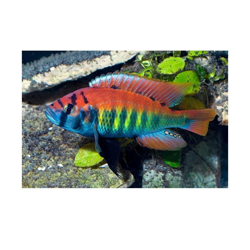 Haplochromis nyererei - 4 - 5 cm