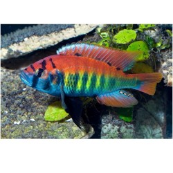 Haplochromis nyererei ruti island - 6 - 7 cm