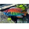 Haplochromis nyererei ruti island - 6 - 7 cm