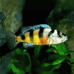 Haplochromis obliquidens zebra - 4 - 5 cm