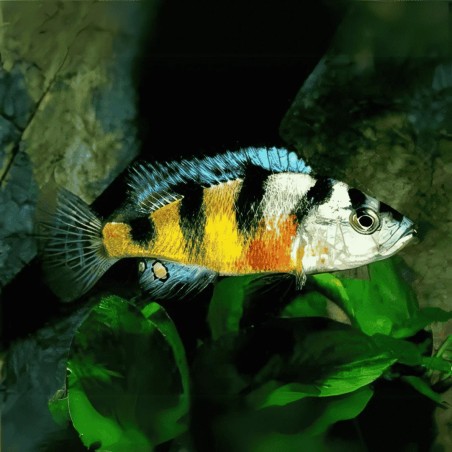 Haplochromis obliquidens zebra - 4 - 5 cm