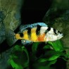 Haplochromis obliquidens zebra - 4 - 5 cm
