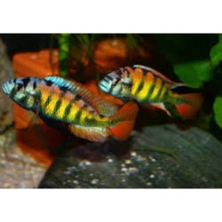 Haplochromis sp. ch 44 - 4 - 5 cm