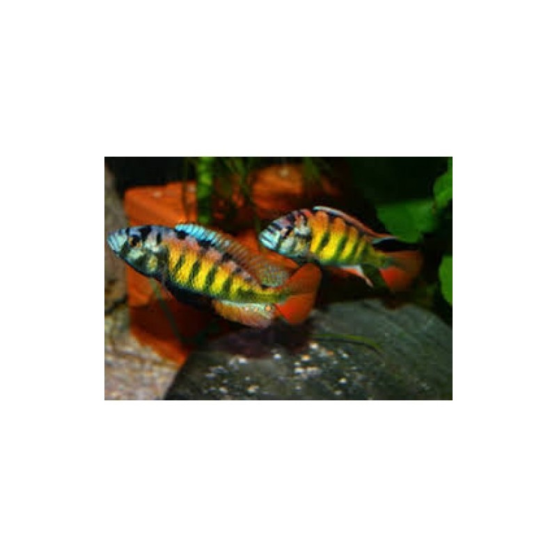 Haplochromis sp. ch 44 - 4 - 5 cm