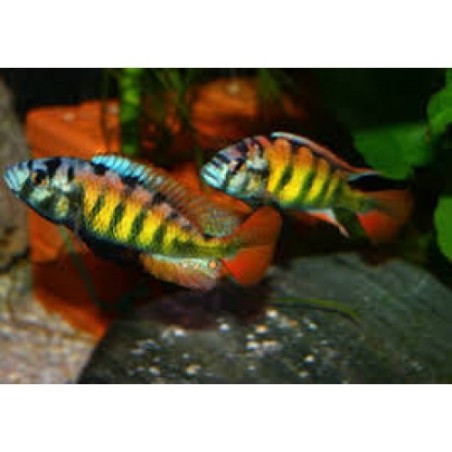 Haplochromis sp. ch 44 - 4 - 5 cm