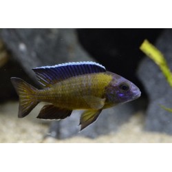 Haplochromis steveni - 6 - 7 cm