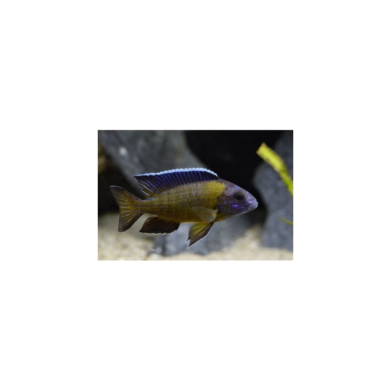 Haplochromis steveni - 6 - 7 cm