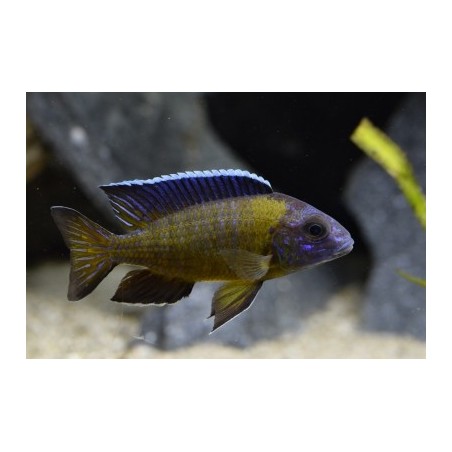 Haplochromis steveni - 6 - 7 cm
