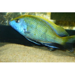 Haplochromis venustus - 4 - 5 cm