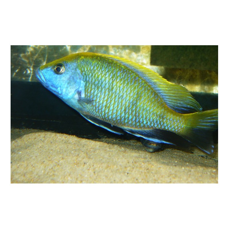 Haplochromis venustus - 4 - 5 cm