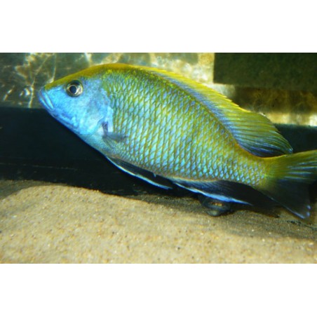 Haplochromis venustus - 4 - 5 cm