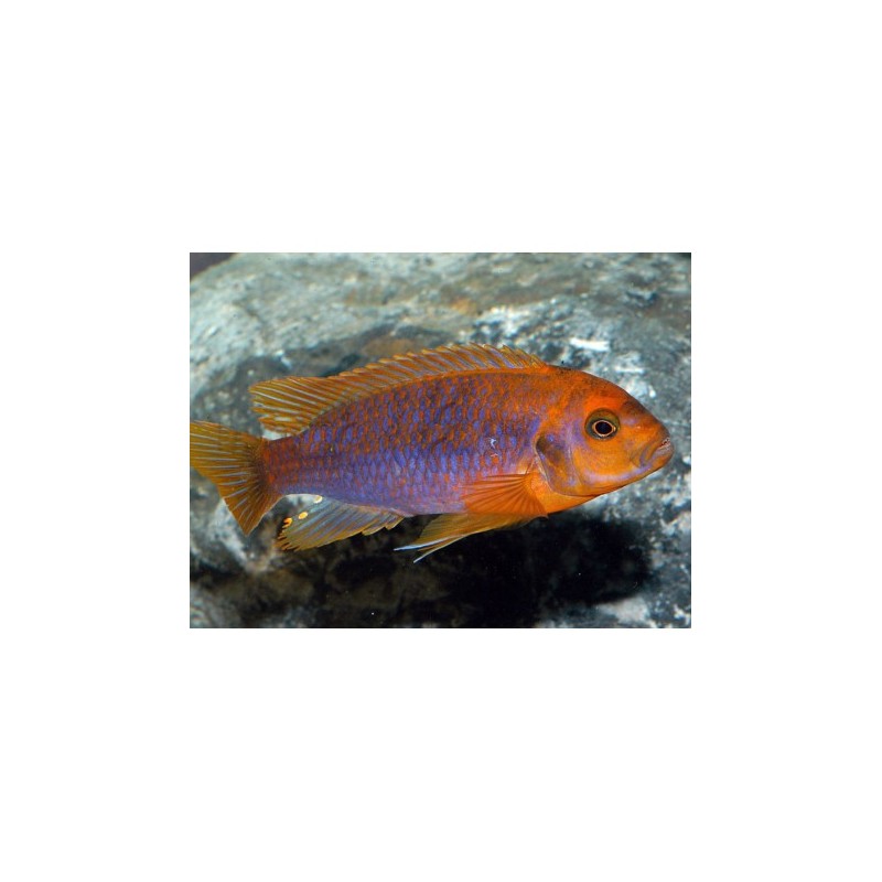 Iodotropheus sprengeri - 3 - 4 cm