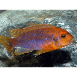 Iodotropheus sprengeri - 4 - 5 cm