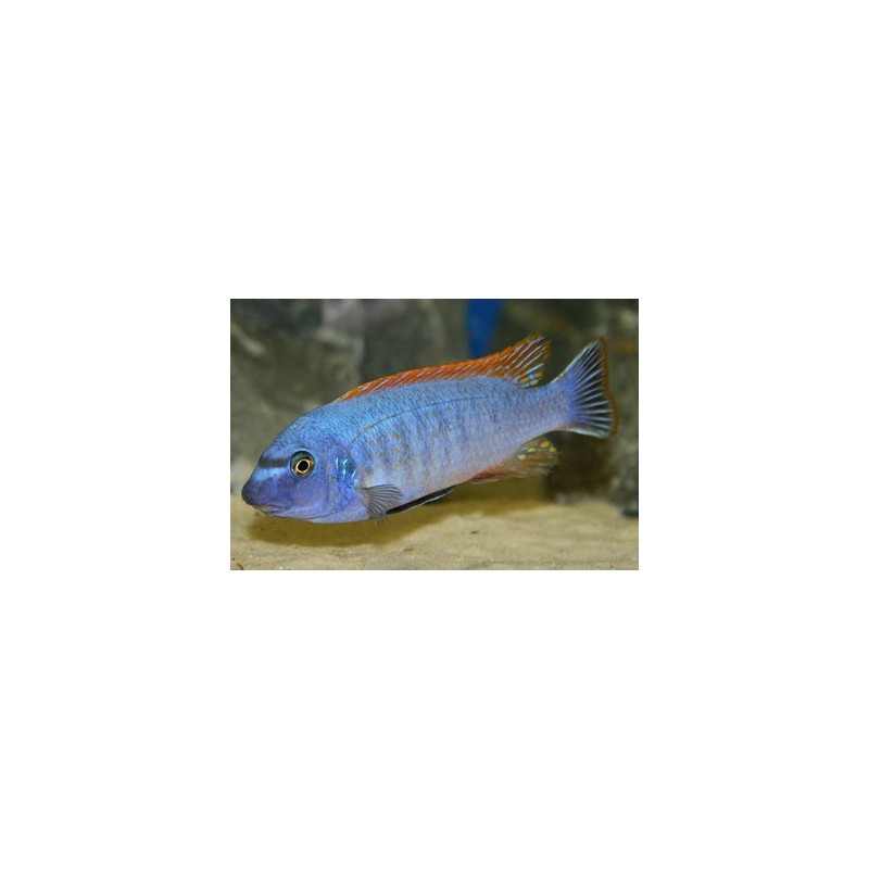 Labeotropheus trewavasae - rosy - 4 - 5.5 cm