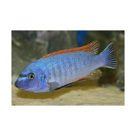 Labeotropheus trewavasae - rosy - 4 - 5.5 cm