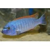 Labeotropheus trewavasae - rosy - 4 - 5.5 cm