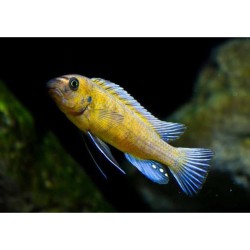 Labeotropheus trewavasae chilumba - 4 - 5 cm