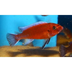 Labeotropheus trewavasae red - 3 - 4 cm