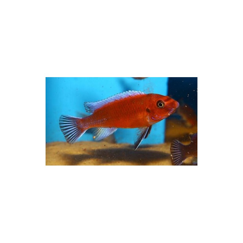 Labeotropheus trewavasae red - 3 - 4 cm