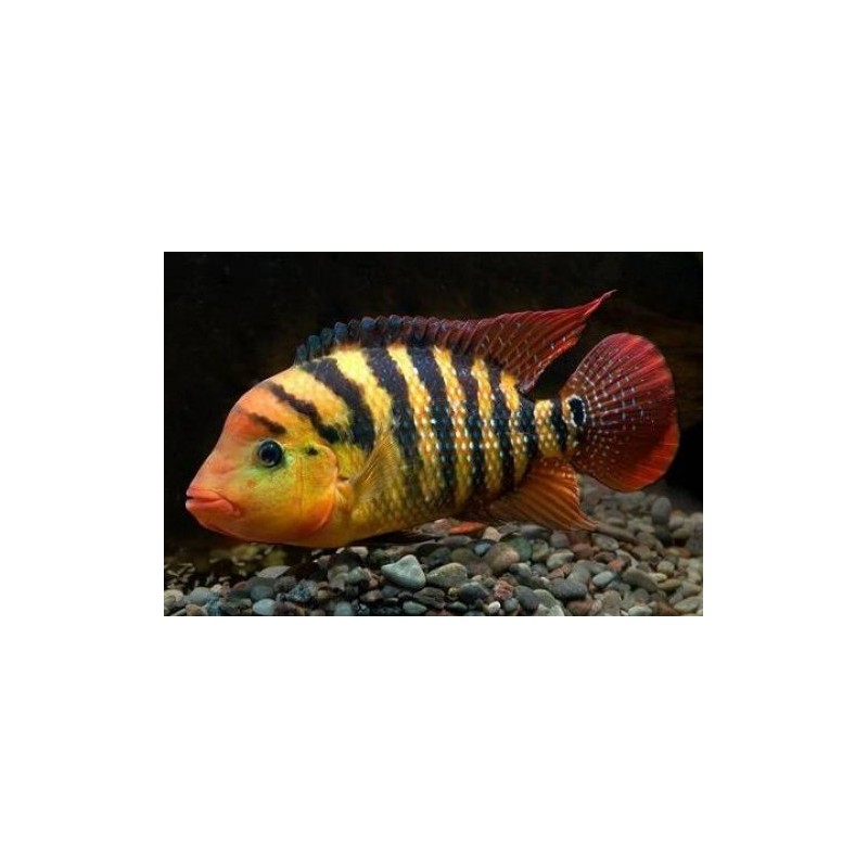 Cichlasoma festae - 4 - 5 cm