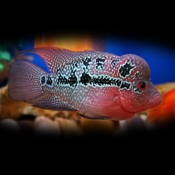 Cichlasoma flowerhorn - 4 - 5 cm