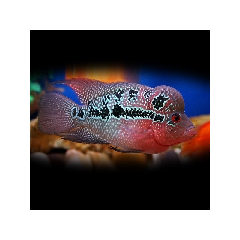 Cichlasoma flowerhorn - 4 - 5 cm