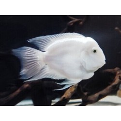 Cichlasoma hybrid white parrot - 3 - 4 cm